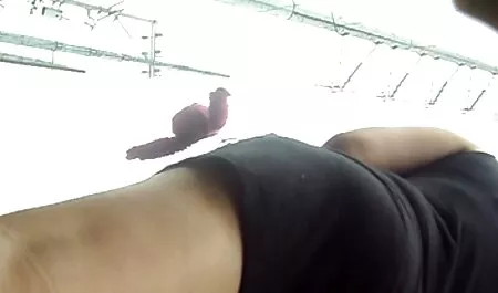Les femmes adultes se masturbent avec des collants pour la webcam. voir un film porno gratuit